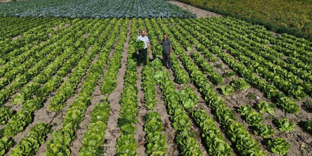 Yağmur yağdı hasat 15 gün erken başladı! Bereketli topraklardan sofralara: Tarlada 25 olsa da manavda 70 TL! 1